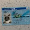 Tasmania-Driver-License-Template