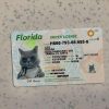 Florida-Driver-License-